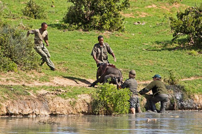 Rescuing a baby elephant, Addo Elephant National Park, Port Elizabeth, South Africa