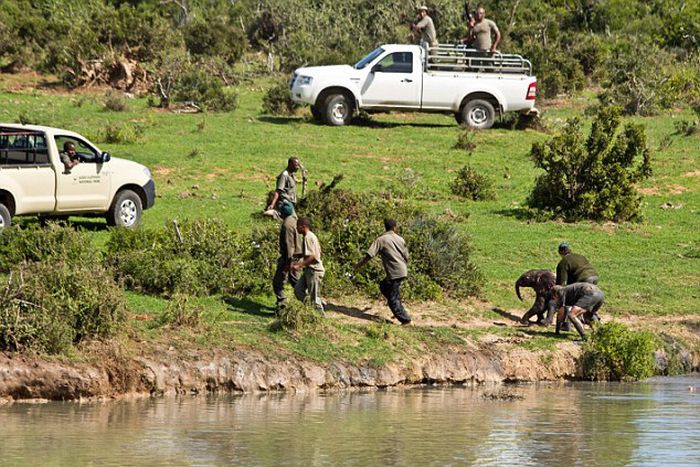 Rescuing a baby elephant, Addo Elephant National Park, Port Elizabeth, South Africa