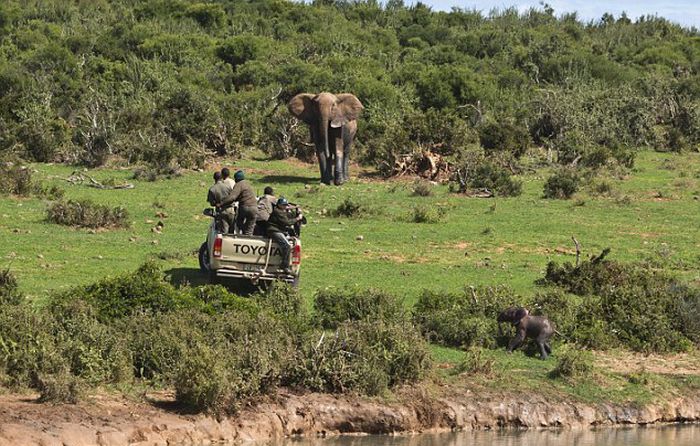 Rescuing a baby elephant, Addo Elephant National Park, Port Elizabeth, South Africa