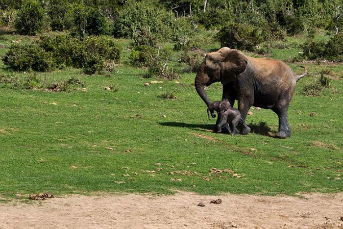 Rescuing a baby elephant, Addo Elephant National Park, Port Elizabeth, South Africa