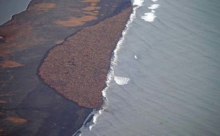 beach with lot of walruses