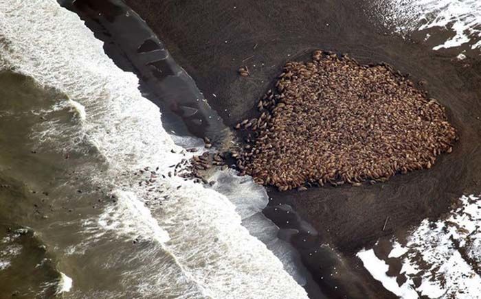beach with lot of walruses