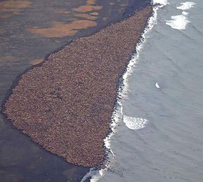 beach with lot of walruses