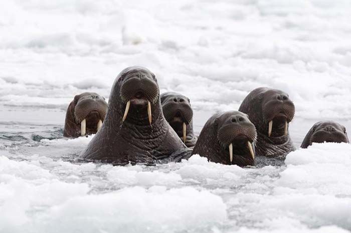 beach with lot of walruses