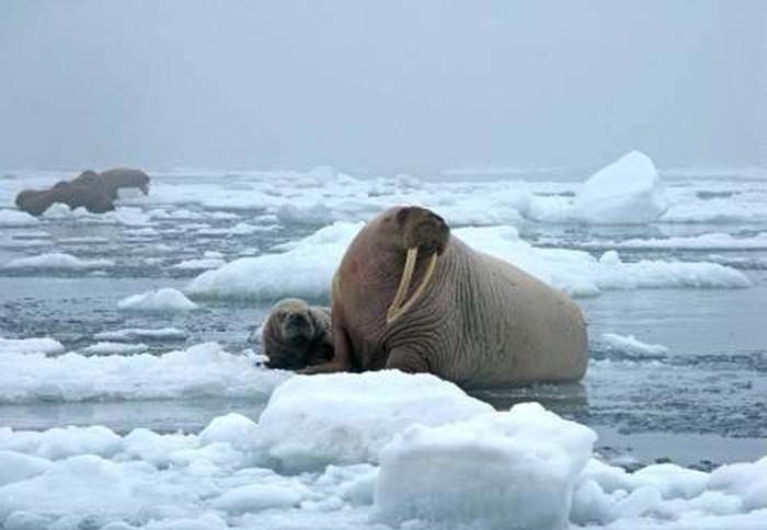 beach with lot of walruses