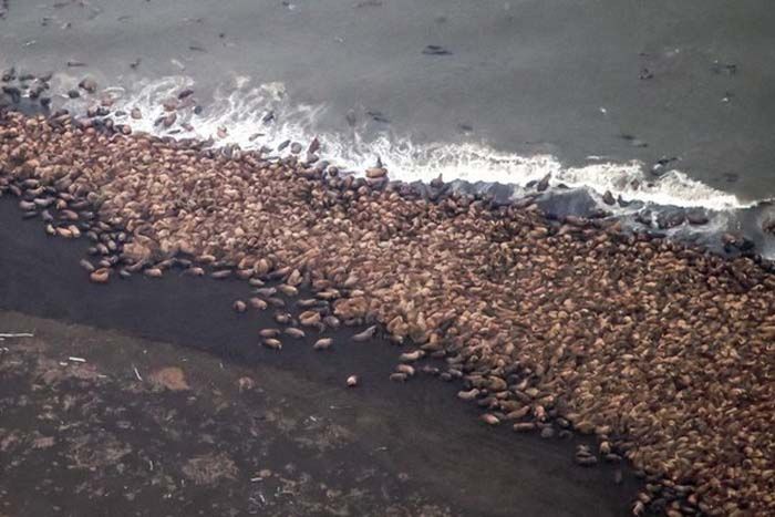 beach with lot of walruses