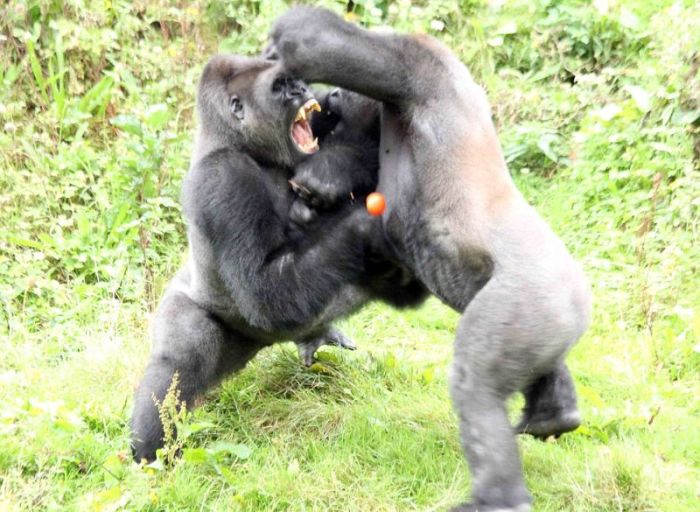 Gorillas fight, Dartmoor Zoological Park, Devon, United Kingdom