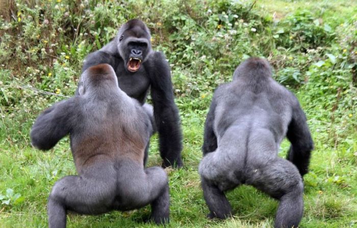 Gorillas fight, Dartmoor Zoological Park, Devon, United Kingdom