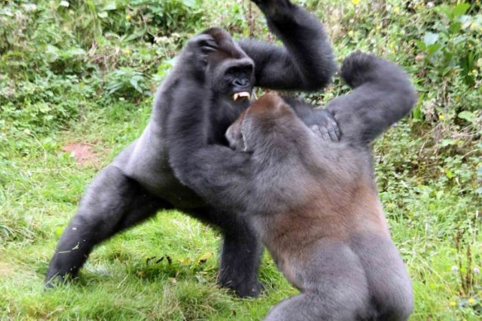 Gorillas fight, Dartmoor Zoological Park, Devon, United Kingdom