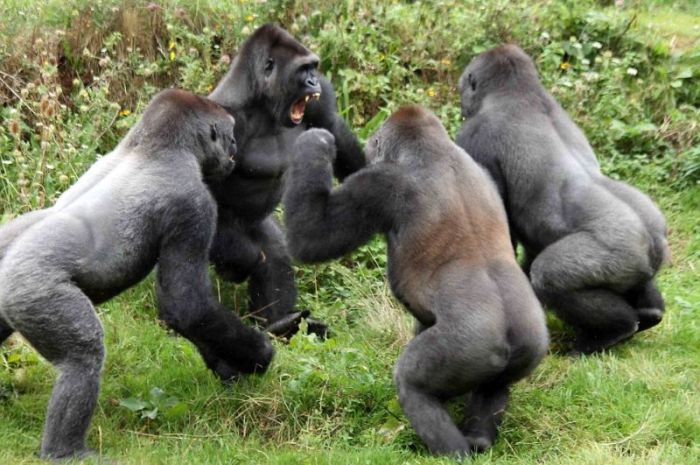 Gorillas fight, Dartmoor Zoological Park, Devon, United Kingdom