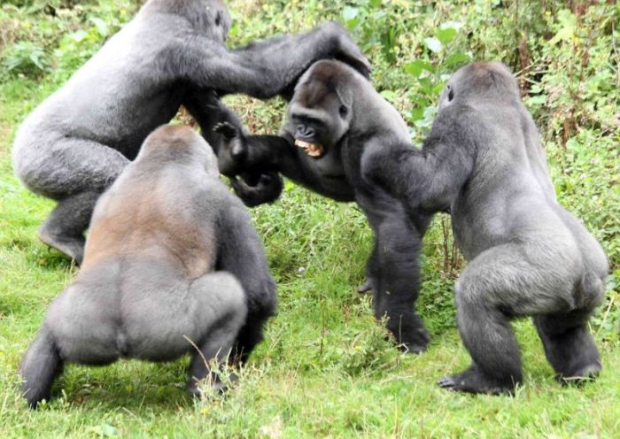 Gorillas fight, Dartmoor Zoological Park, Devon, United Kingdom