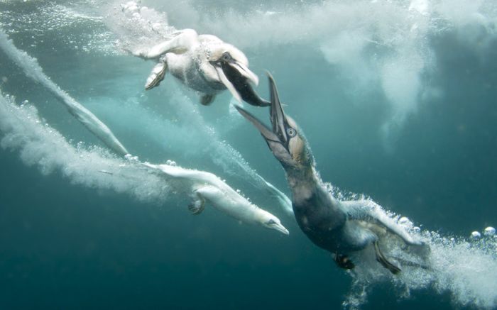 Gannets diving for fish, Shetland Islands, Scotland, United Kingdom