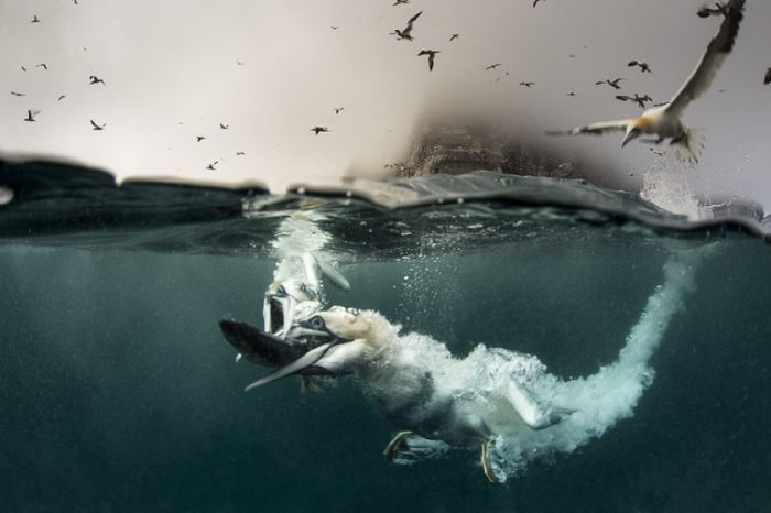 Gannets diving for fish, Shetland Islands, Scotland, United Kingdom