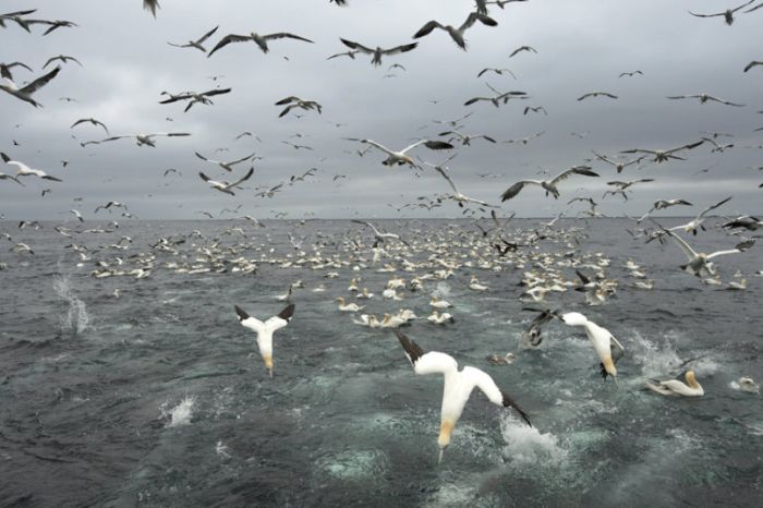 Gannets diving for fish, Shetland Islands, Scotland, United Kingdom
