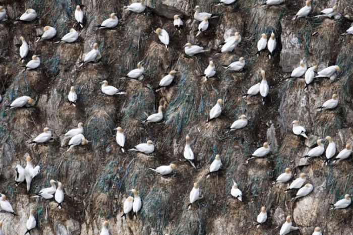 Gannets diving for fish, Shetland Islands, Scotland, United Kingdom