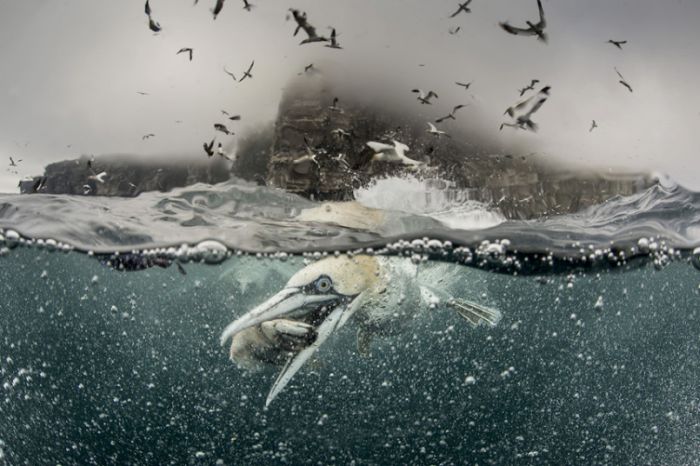 Gannets diving for fish, Shetland Islands, Scotland, United Kingdom