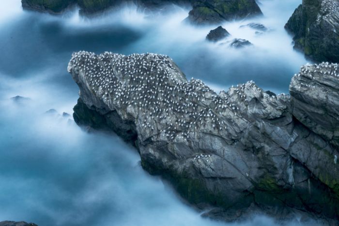 Gannets diving for fish, Shetland Islands, Scotland, United Kingdom