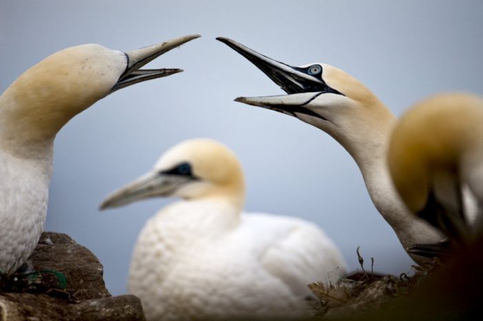 Gannets diving for fish, Shetland Islands, Scotland, United Kingdom