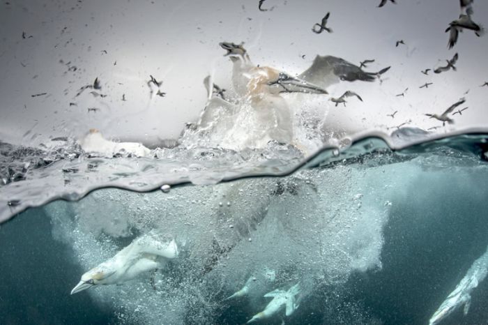 Gannets diving for fish, Shetland Islands, Scotland, United Kingdom