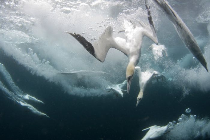 Gannets diving for fish, Shetland Islands, Scotland, United Kingdom