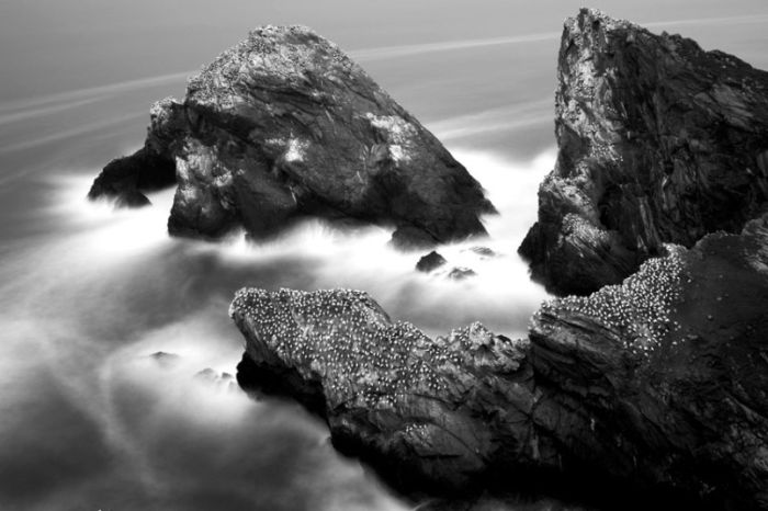 Gannets diving for fish, Shetland Islands, Scotland, United Kingdom