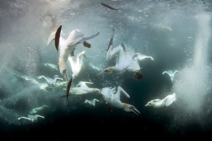 Gannets diving for fish, Shetland Islands, Scotland, United Kingdom