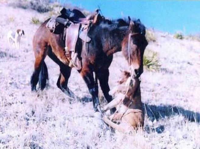 horse against a puma