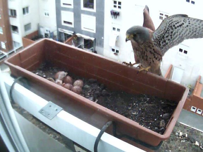 falcons and fledglings at the window