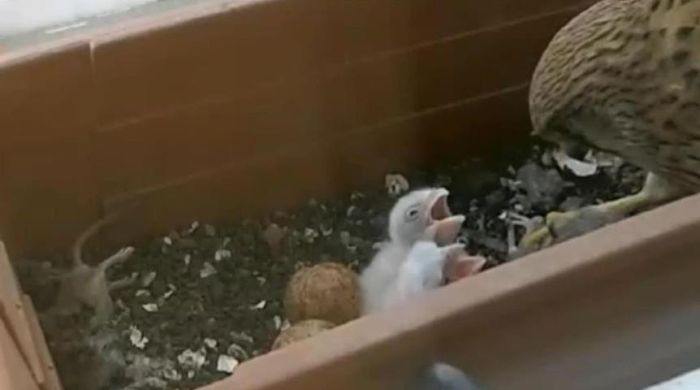 falcons and fledglings at the window