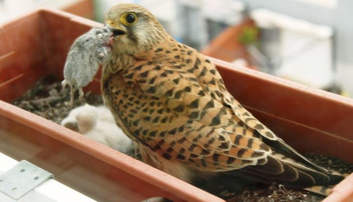 falcons and fledglings at the window