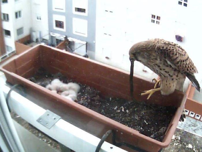 falcons and fledglings at the window