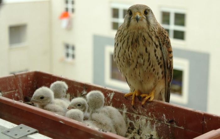 falcons and fledglings at the window