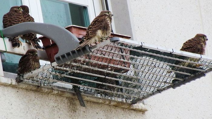 falcons and fledglings at the window