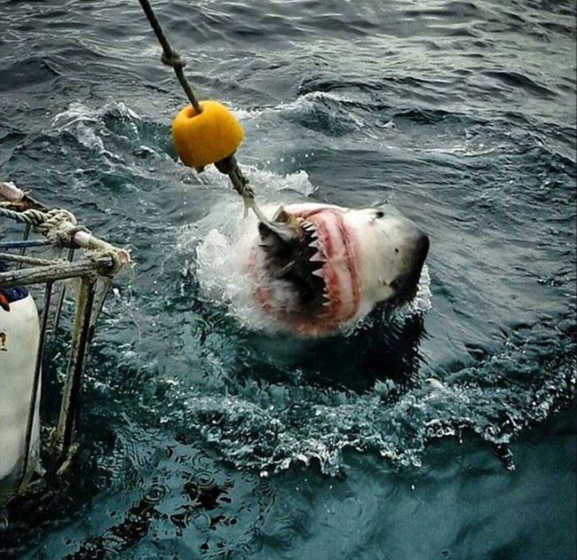 shark mouth close-up