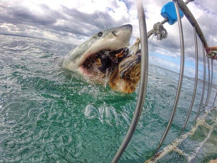 shark mouth close-up