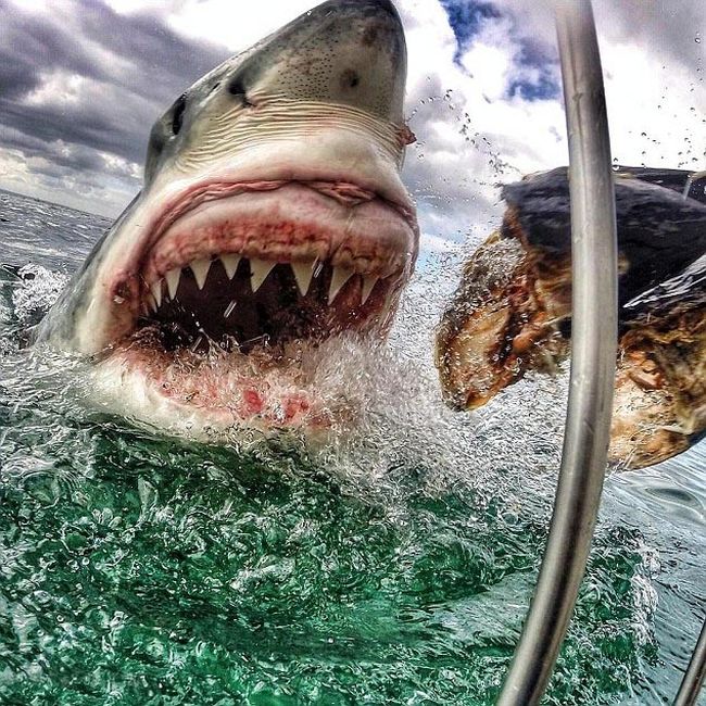 shark mouth close-up