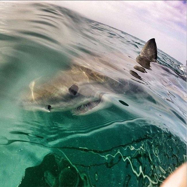 shark mouth close-up