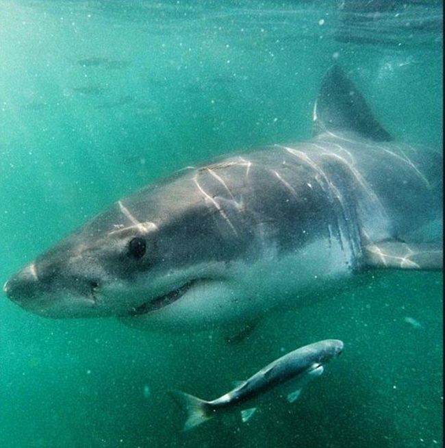 shark mouth close-up