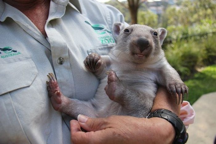 Wombat orphan finds a new family, Taronga Zoo, Sydney, New South Wales, Australia