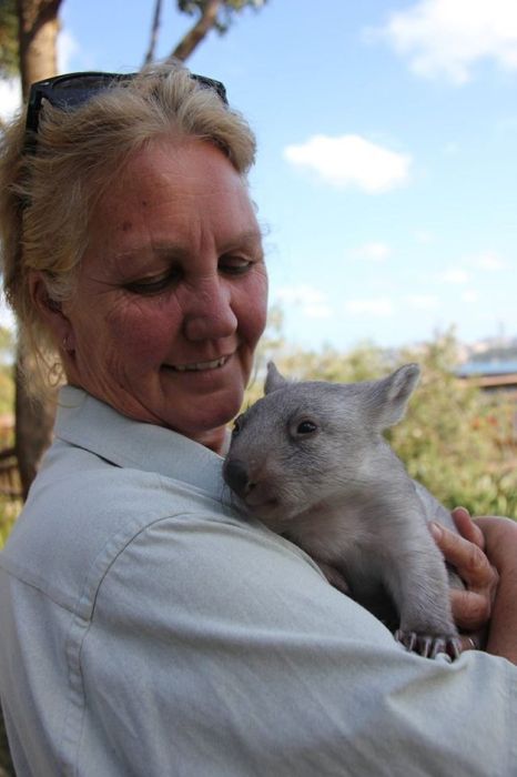 Wombat orphan finds a new family, Taronga Zoo, Sydney, New South Wales, Australia