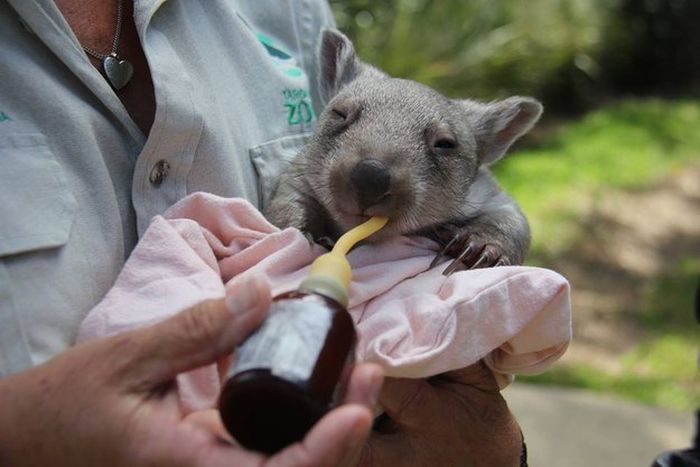 Wombat orphan finds a new family, Taronga Zoo, Sydney, New South Wales, Australia