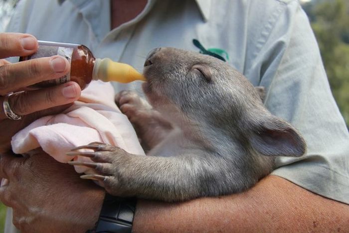 Wombat orphan finds a new family, Taronga Zoo, Sydney, New South Wales, Australia