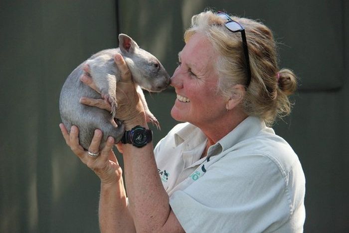Wombat orphan finds a new family, Taronga Zoo, Sydney, New South Wales, Australia