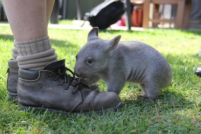 Wombat orphan finds a new family, Taronga Zoo, Sydney, New South Wales, Australia