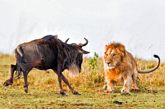 lion against a wildebeast