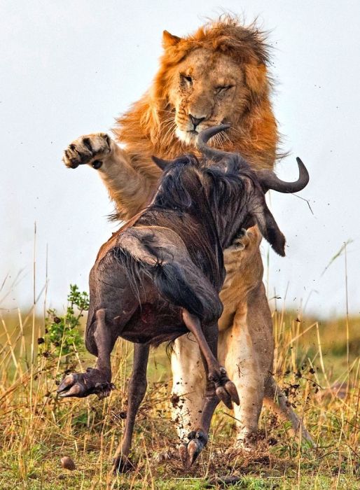 lion against a wildebeast