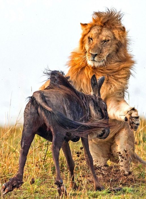 lion against a wildebeast