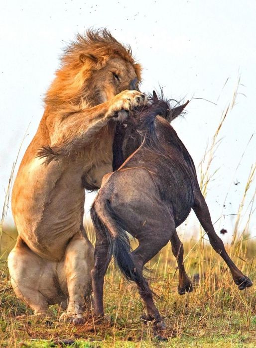 lion against a wildebeast