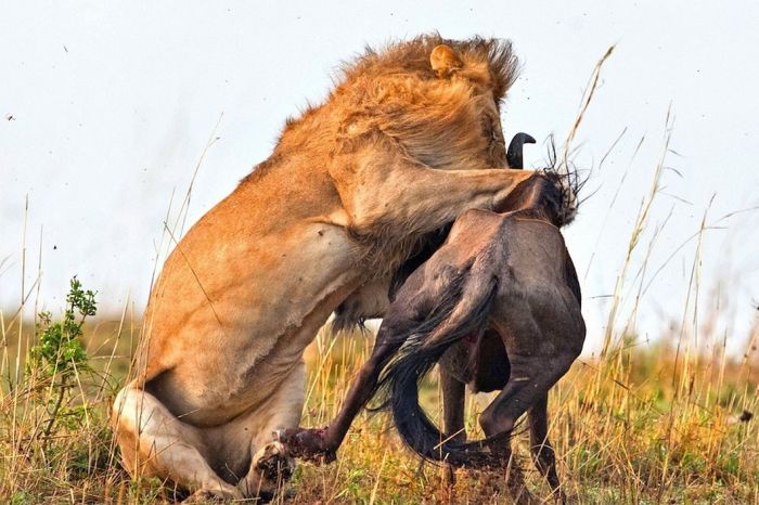 lion against a wildebeast