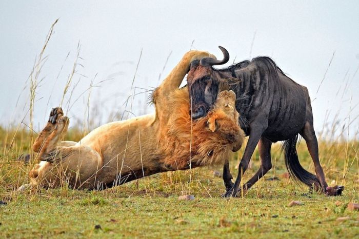 lion against a wildebeast